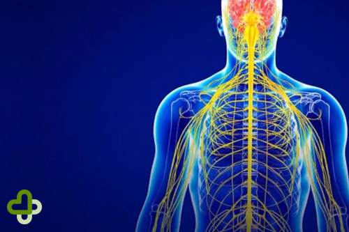 Центральная нервная система человека